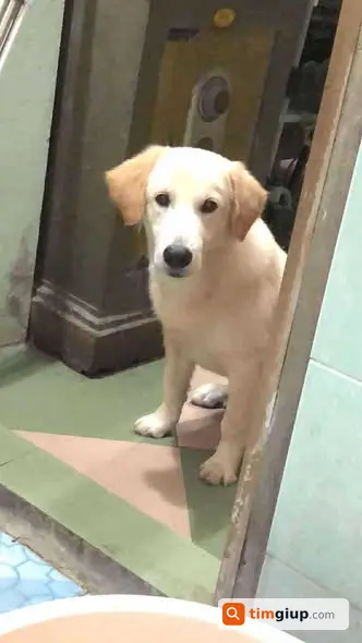 Tìm chó Thóc lai Golden lạc tại Ý Yên, Nam Định