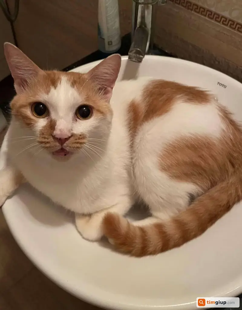 Tìm mèo ta lông vàng tên Gấu lạc tại Quận Hoàn Kiếm, Hà Nội