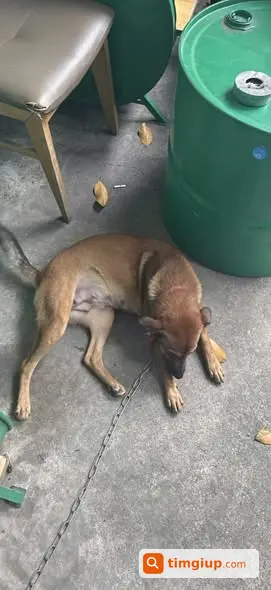 Chó Vàng Đang Mang Bầu Đi Lạc Tại Hiệp Bình, Thủ Đức