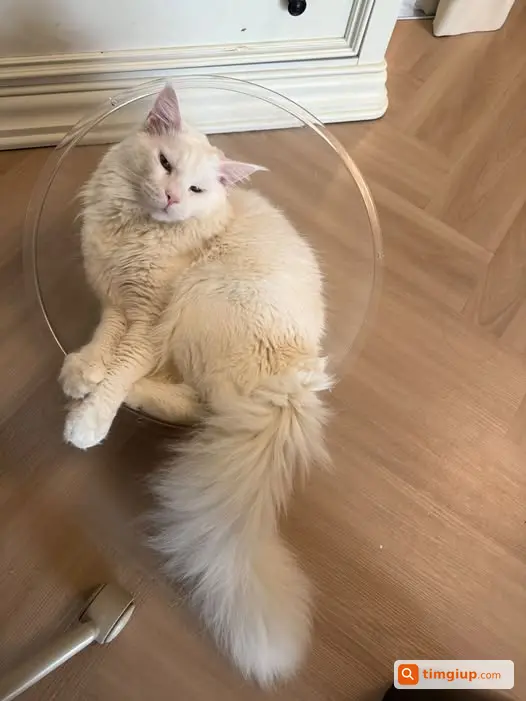 Mèo Maine Coon Trắng 8kg Thất Lạc Tại Ngọc Thuỵ, Long Biên