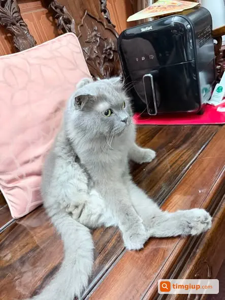 Mèo Lông Dài Xám Tai Cụp Lạc Tại Văn Quán, Hà Đông