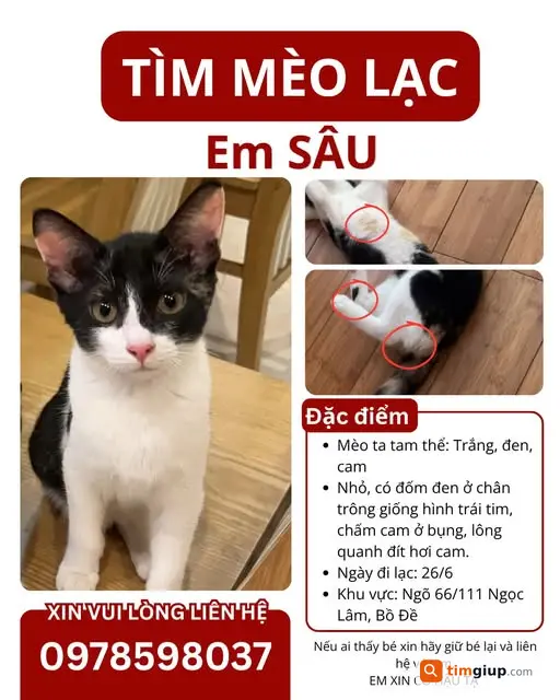 Tìm Mèo Tam Thể Tên Sâu Thất Lạc Tại Ngọc Lâm, Bồ Đề