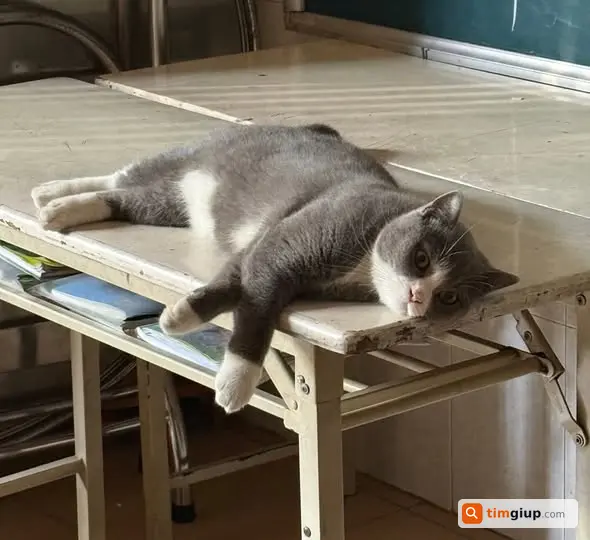 Tìm Mèo Anh Lông Ngắn Lông Xám Thất Lạc Tại Giáo Xứ Tân Hưng Q12