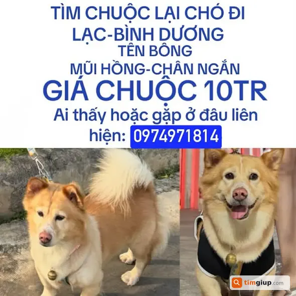 Xin tìm chó Bông lông vàng lạc tại Tân Phước Khánh, Bình Dương
