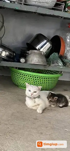 Mèo Mẹ Bị Bắt Mất, Tìm Tại Khu Vực Chợ