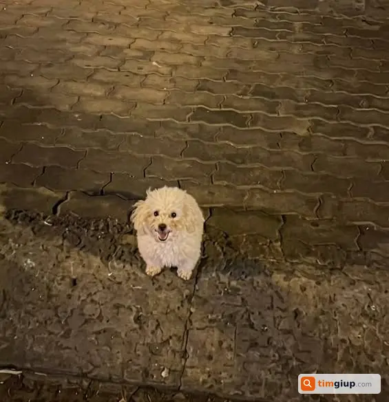 Tìm Chó Poodle Vàng Mơ Thất Lạc Tại P.tân Thuận, Tp.hcm