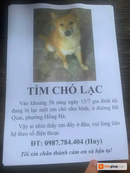 Tìm Chó Jack Màu Vàng Có Sẹo Thất Lạc Ngày 13-7-2026