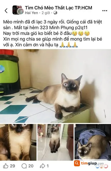 Tìm mèo thất lạc giống Xiêm tại Quận 11