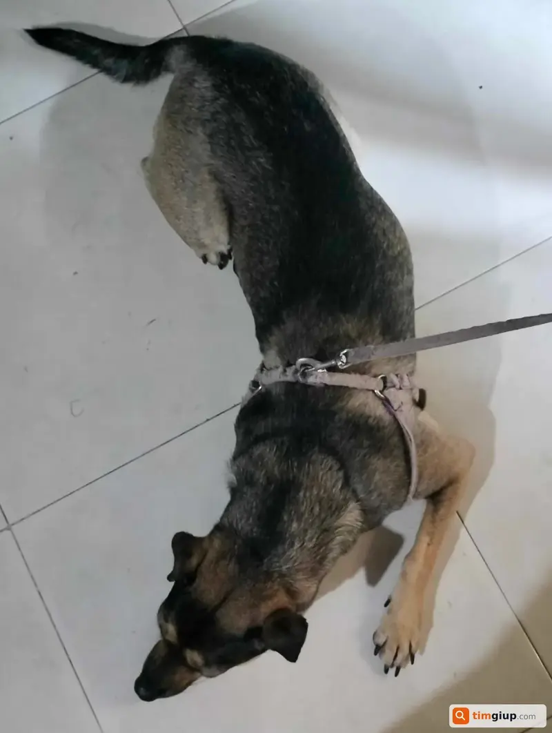 Tìm bé chó cỏ tên Chén bị lạc tại Quận Tân Phú, TP.HCM