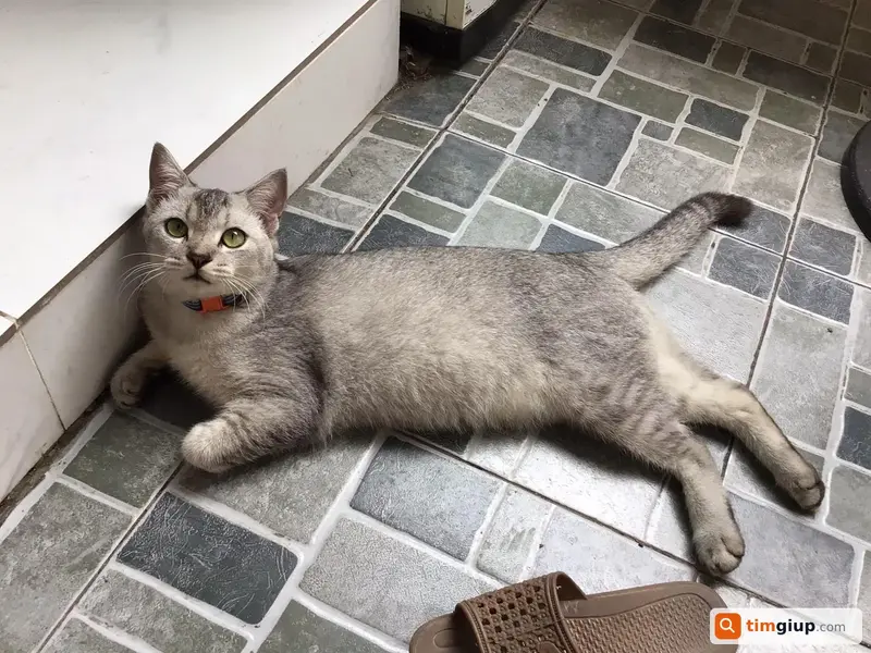 Tìm mèo Silver lai mèo ta tên Xám thất lạc tại Gò Vấp, TP.HCM