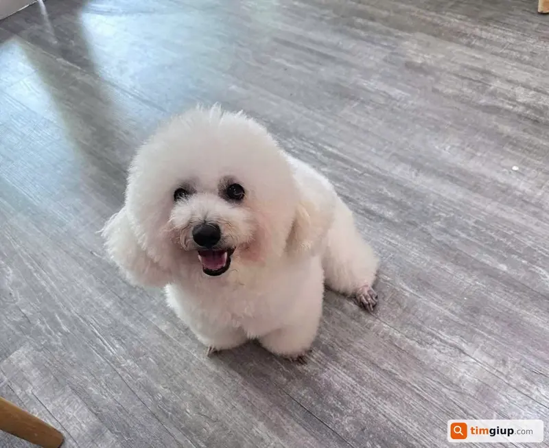 Tìm chó Poodle tên Bông thất lạc tại Quận Cẩm Lệ, Đà Nẵng