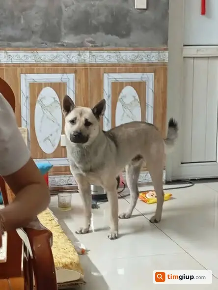 Tìm Chó Cỏ Hồ Ly Tinh Thất Lạc Tại Triều Khúc