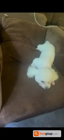 Tìm Chó Poodle Trắng Thất Lạc Tại Hàng Buồm Ngày 11-7