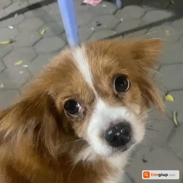 Tìm Chó Lạc Lông Nâu Thẫm Trắng Thất Lạc Tại Tô Hiệu, Hà Đông