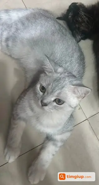 Tìm Mèo Silver 8 Tháng Tuổi Thất Lạc Tại Láng Hạ, Hà Nội