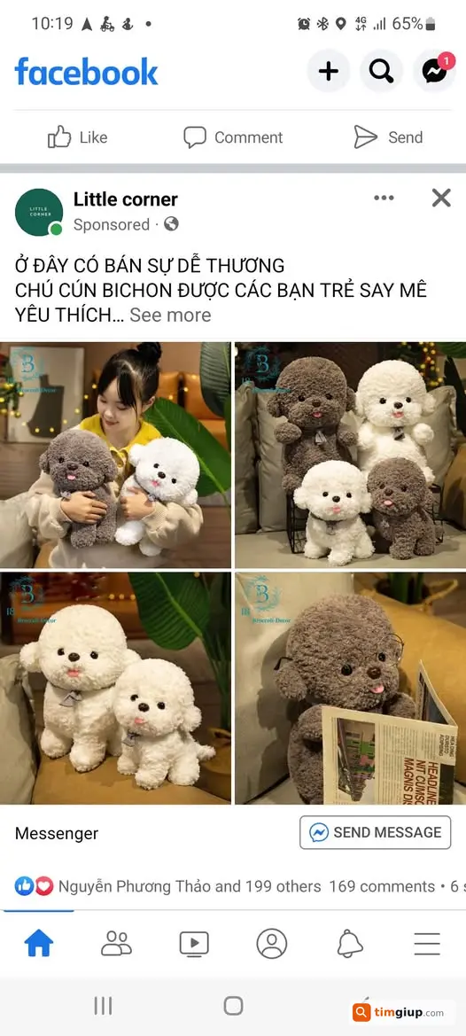 Tìm chó Poodle trắng lạc khu vực Ga Hà Nội