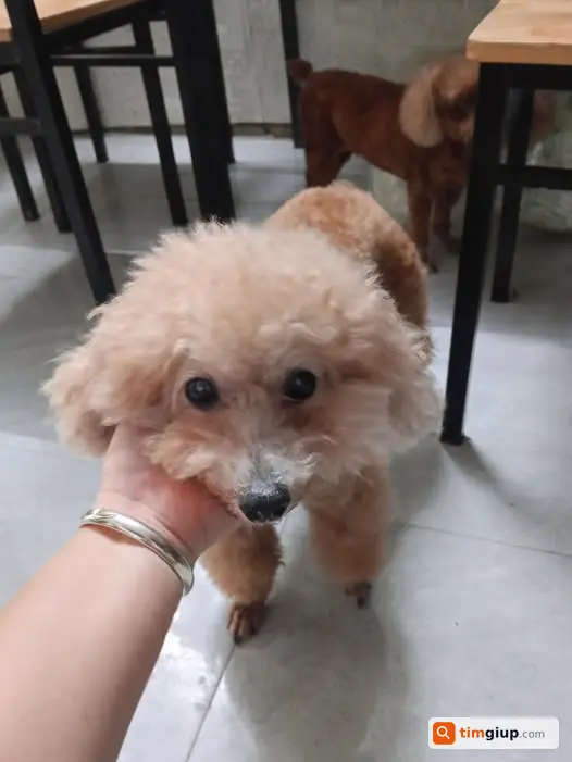 Tìm thú cưng thất lạc khu Văn Khê Hà Đông Hà Nội mới nhất