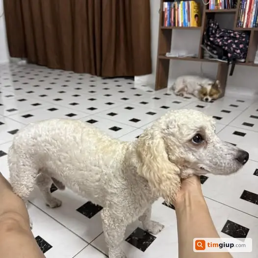 Tìm chó cún lạc tại cửa Nhà sách Tràng An, Hà Nội