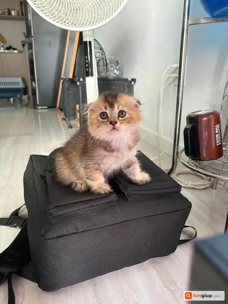 Tìm Mèo Anh Tên Ngộ Không Thất Lạc Tại Bcons City