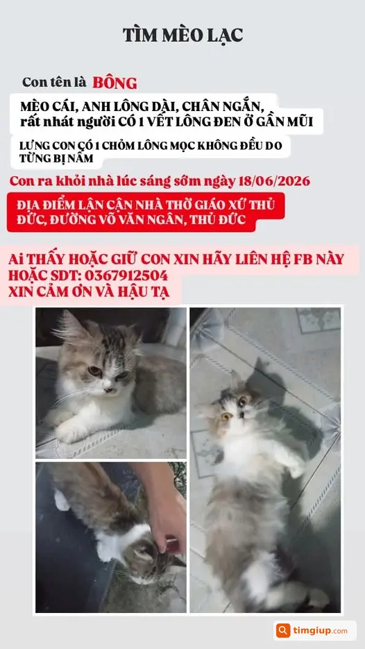 Tìm Mèo Anh Lông Dài Chân Ngắn Lạc Tại Thủ Đức