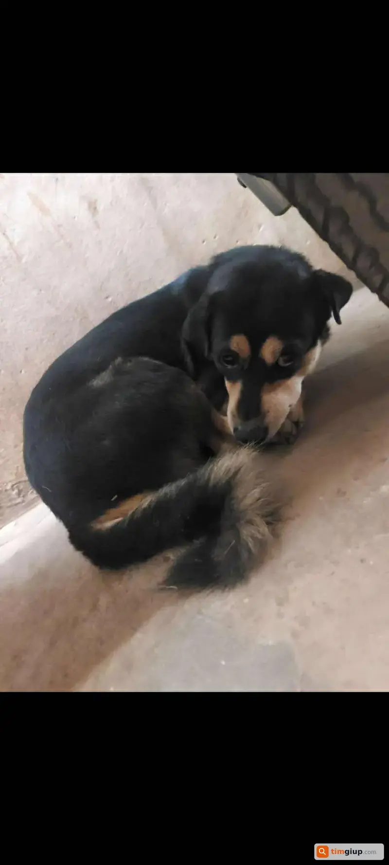 Tìm chú chó tên Lucky thất lạc tại Quận 8, TP. Hồ Chí Minh