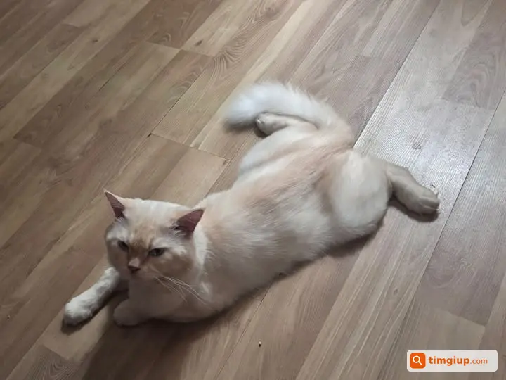 Mèo Đực Lông Dài Tên Jun Lạc Tại Võ Cường, Phở Vương