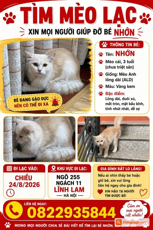 Mèo Anh Lông Dài Vàng Kem Tên Nhớn Lạc Tại Lĩnh Lam, Hà Nội