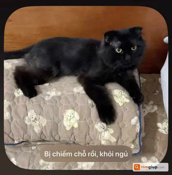 Tìm mèo tai cụp lông dài tên Bông lạc ở Khương Đình