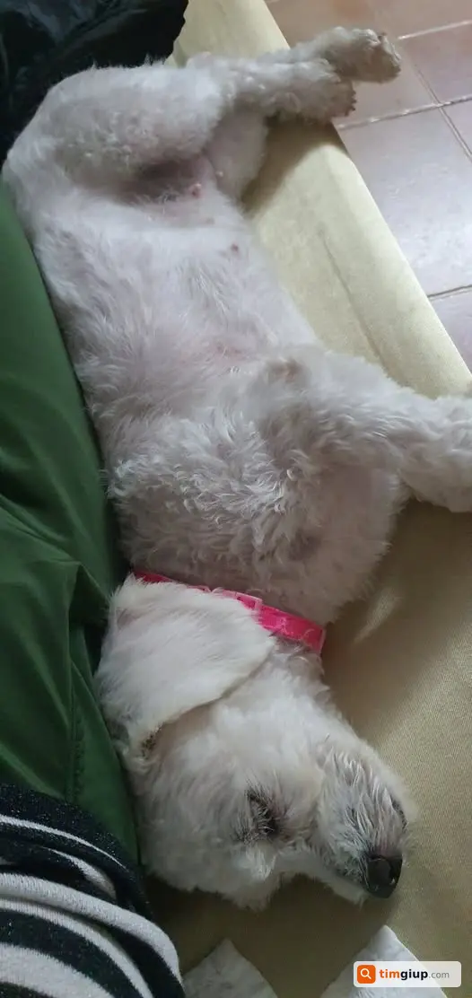 Tìm Chó Poodle Lai Trắng Tên Lavie Thất Lạc, Đeo Xích Hồng