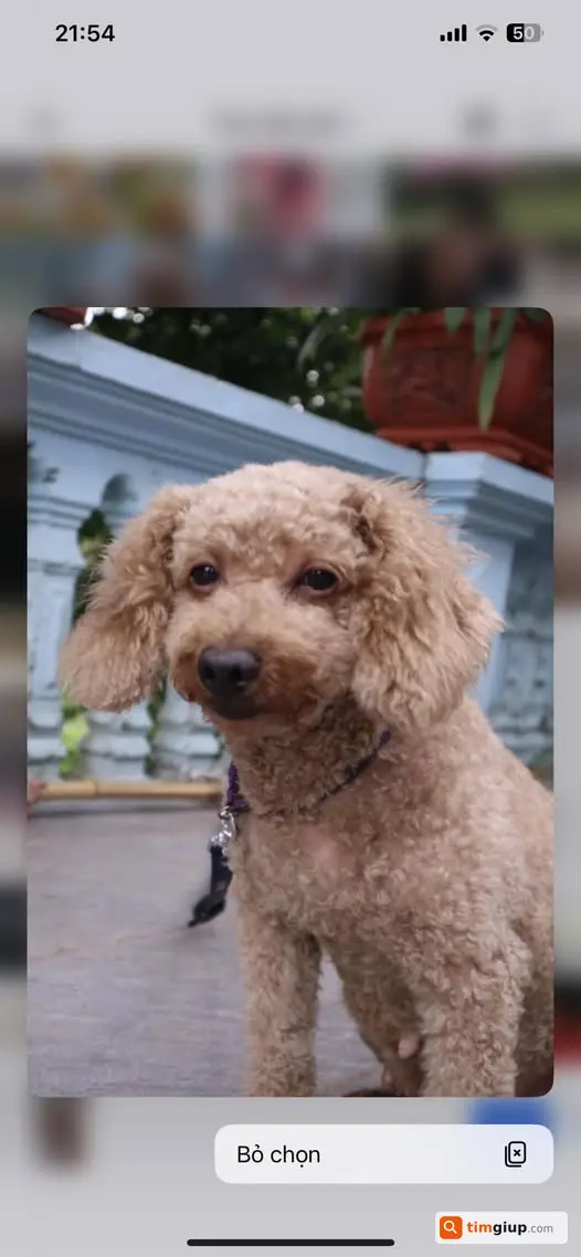 Tìm chó Poodle nâu nhạt lạc khu Nguyễn Văn Lộc, Mộ Lao