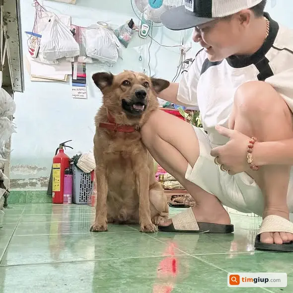 Tìm chó Nâu đi lạc tại Vĩnh Lộc A, huyện Bình Chánh