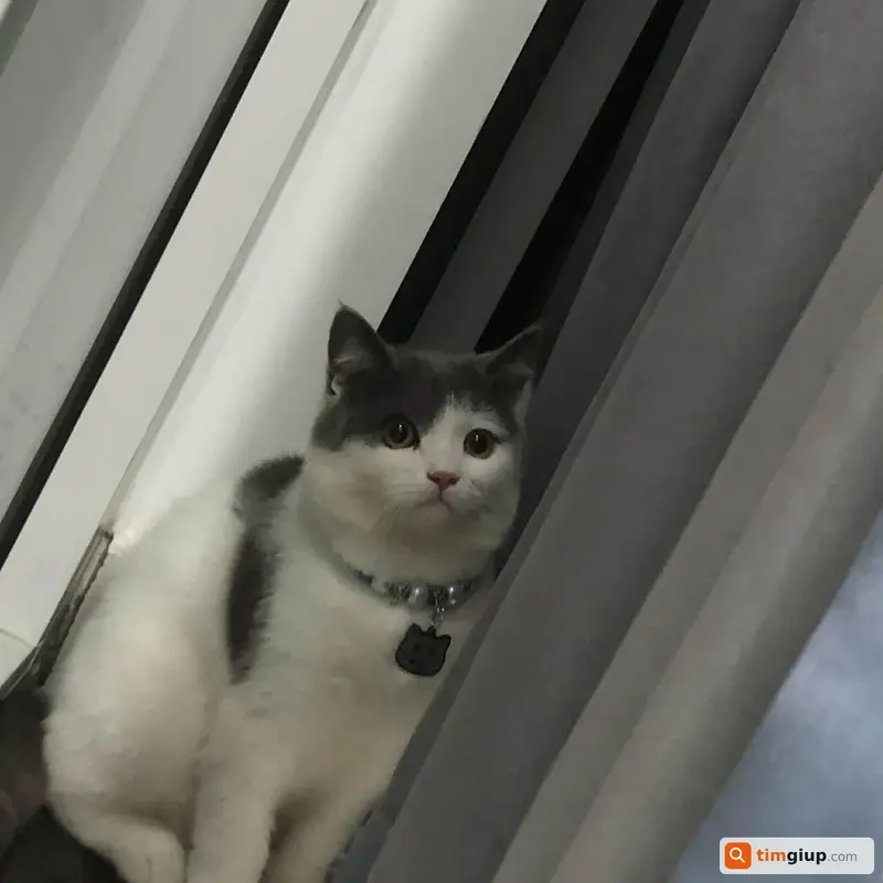 Tìm mèo bicolor tên Vịt thất lạc tại Gò Vấp, TP.HCM