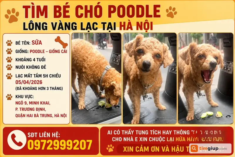 Tìm Chó Poodle Lông Vàng Thất Lạc Tại Minh Khai, Hà Nội