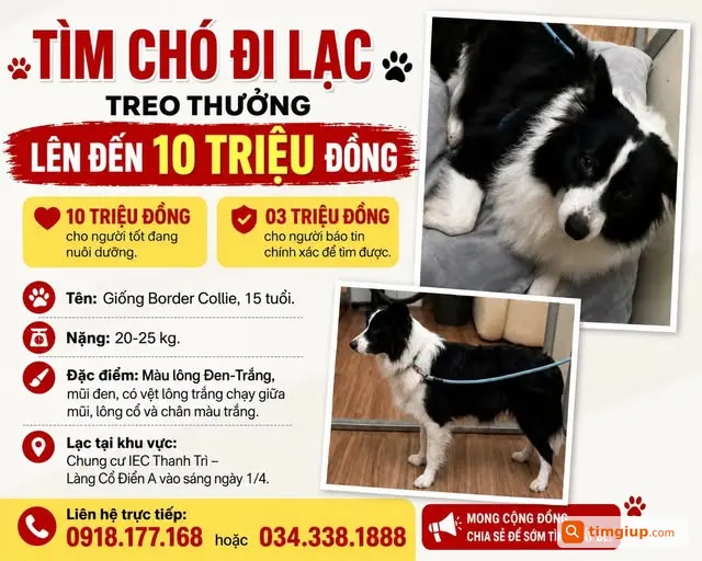 Chó Border Collie Đen Trắng Lạc Tại Iec Thanh Trì