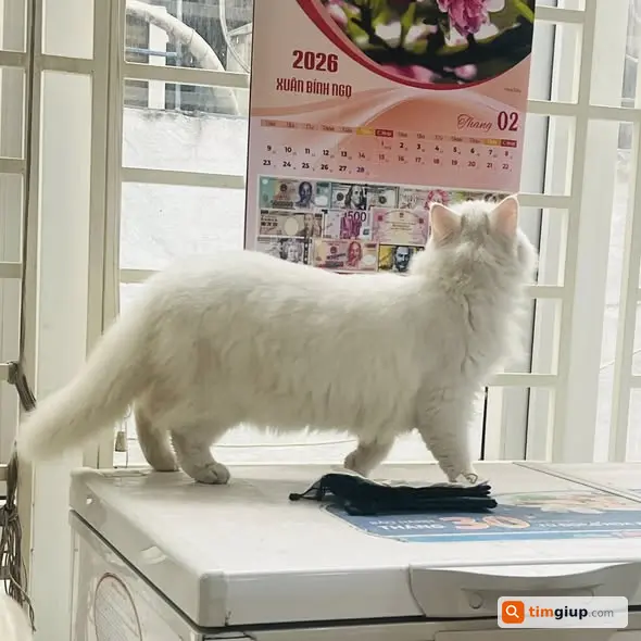 Tìm mèo trắng tên TIN lạc khu Thái Hà, Đống Đa, Hà Nội