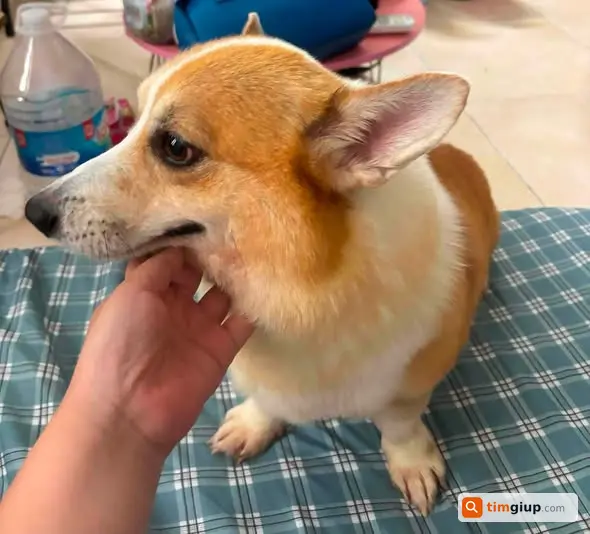 Tìm Chó Corgi 2 Tuổi Thất Lạc Tại Khu Vực Định Công