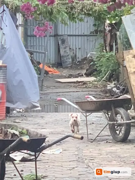 Nhặt được chó lông cạo ngắn nghi đi lạc ở đường Chiến Thắng, Hà Đông