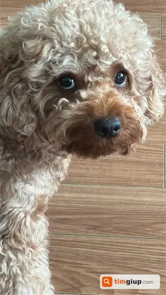 Tìm chó Poodle nâu 3 tuổi lạc tại Công viên Cầu Giấy, Hà Nội