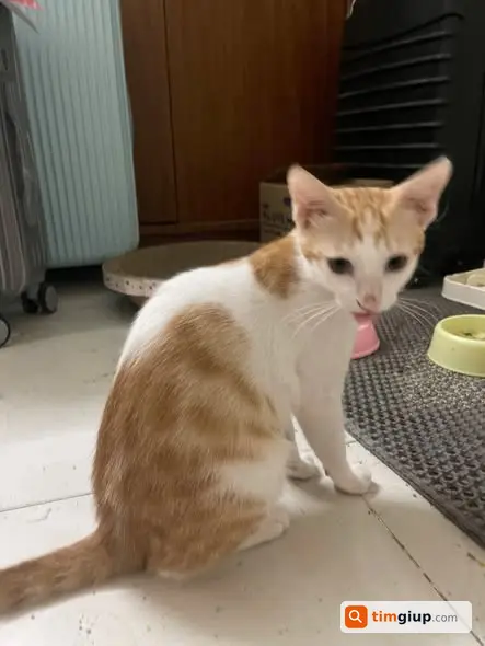 Tìm Mèo Ta Đực Cam Trắng Thất Lạc Tại Mễ Trì Hạ, Hà Nội