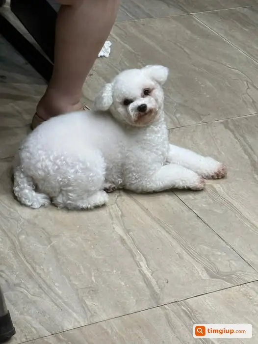Tìm Chó Thất Lạc Như Trong Hình, Xin Chuộc Lại Và Hậu Tạ