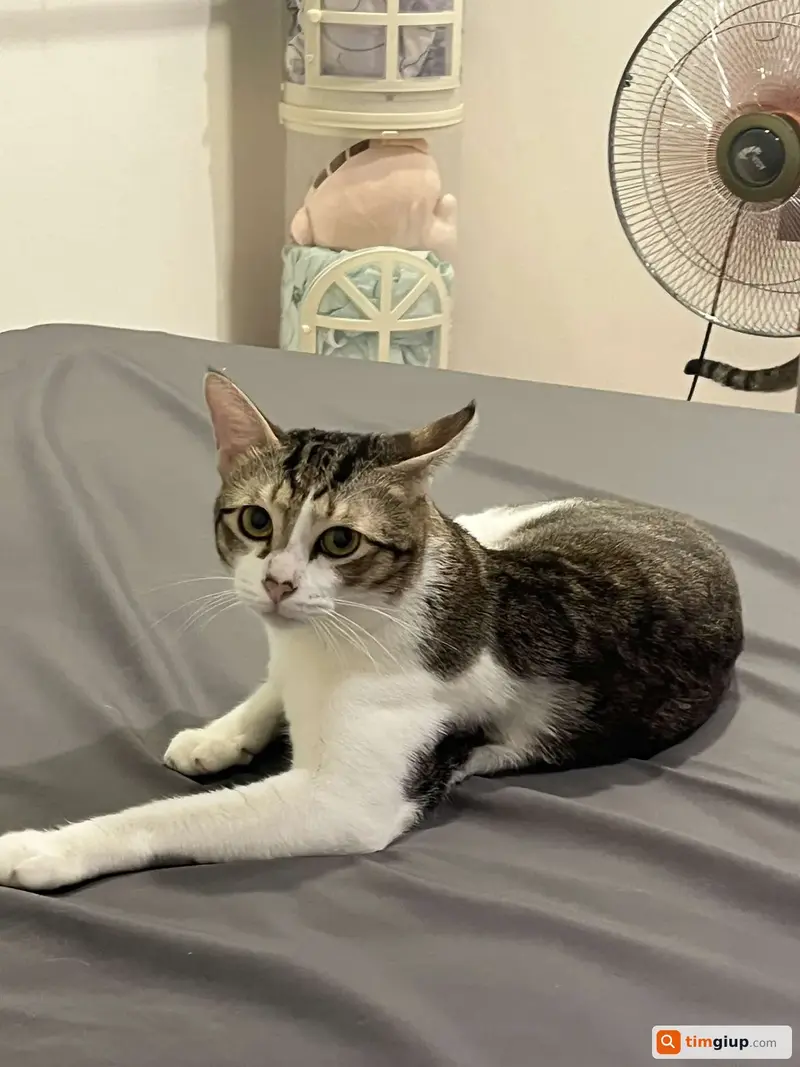 Tìm bé mèo ta tên Đen thất lạc tại Quận 6, TP. Hồ Chí Minh