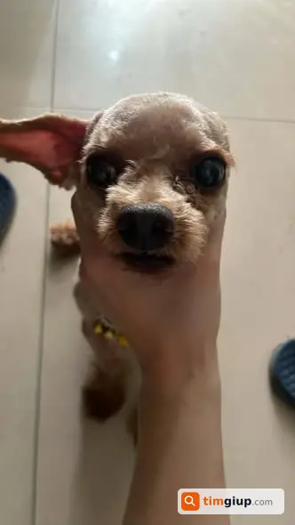 Người tìm chó Poodle đực tên Sữa lạc tại Vĩnh Hưng, Hoàng Mai, Hà Nội