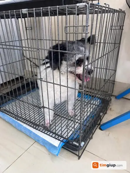 Tìm Chó Gấu Thất Lạc Tại Tống Duy Tân, Chó Đực Bò Sữa