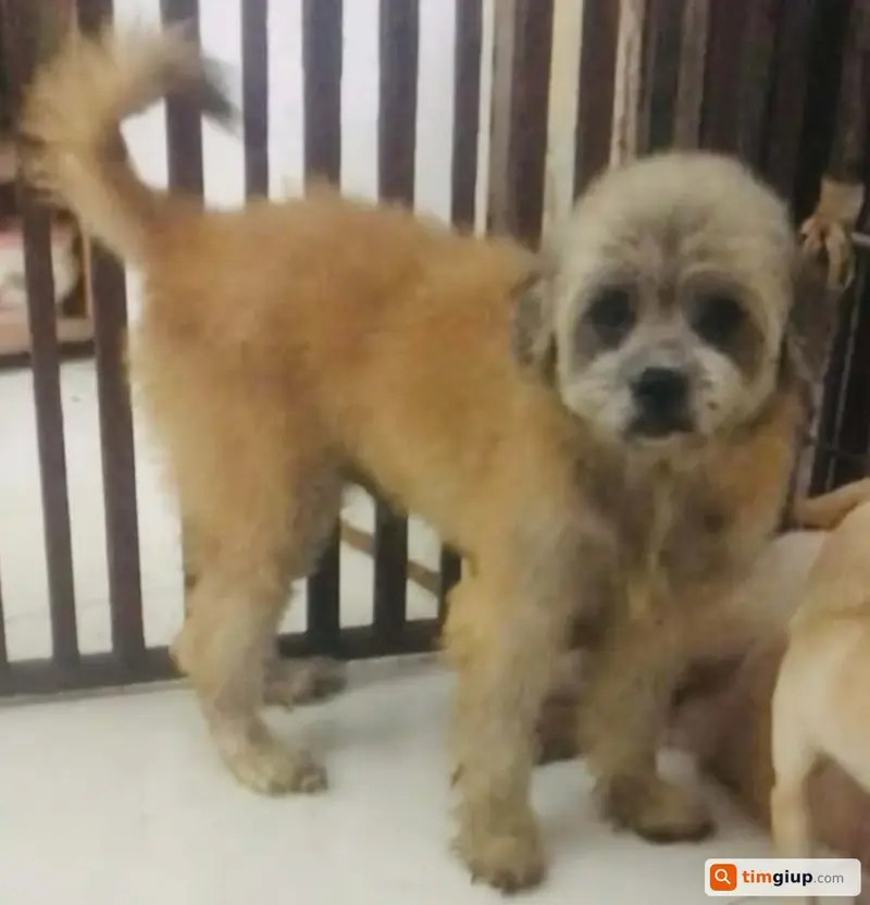 Tìm bé chó Poodle lai Shih Tzu tên Ichi lạc tại Quận Bình Tân, TP.HCM