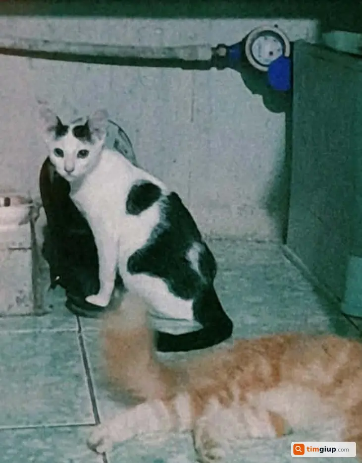Ảnh 2