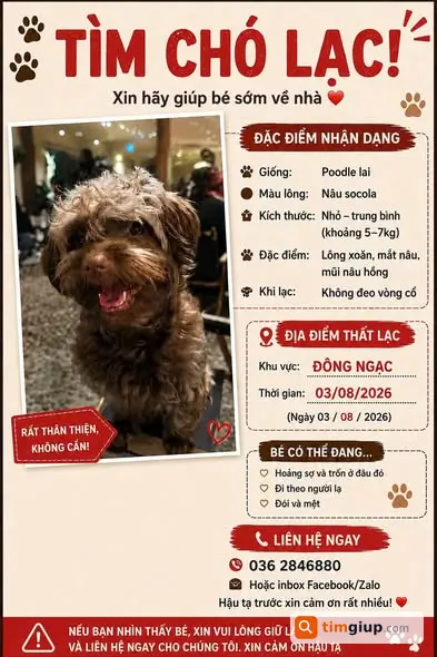 Tìm Chó Hạt Dẻ Lông Nâu Thất Lạc Tại Phố Kẻ Vẽ, Đông Ngạc