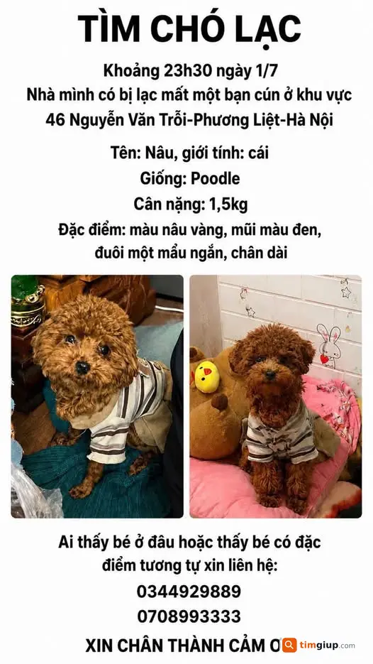 Tìm Chó Poodle Nâu Thất Lạc Tại Nguyễn Văn Trỗi, Hà Nội
