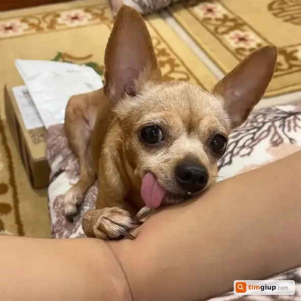 Tìm chó Phốc 10 tuổi lạc khu vực Thành Công, Hà Nội