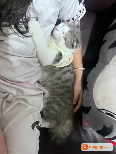 Tìm Mèo Lợn Màu Xám Thất Lạc Tại Ứng Hòa, Hà Nội