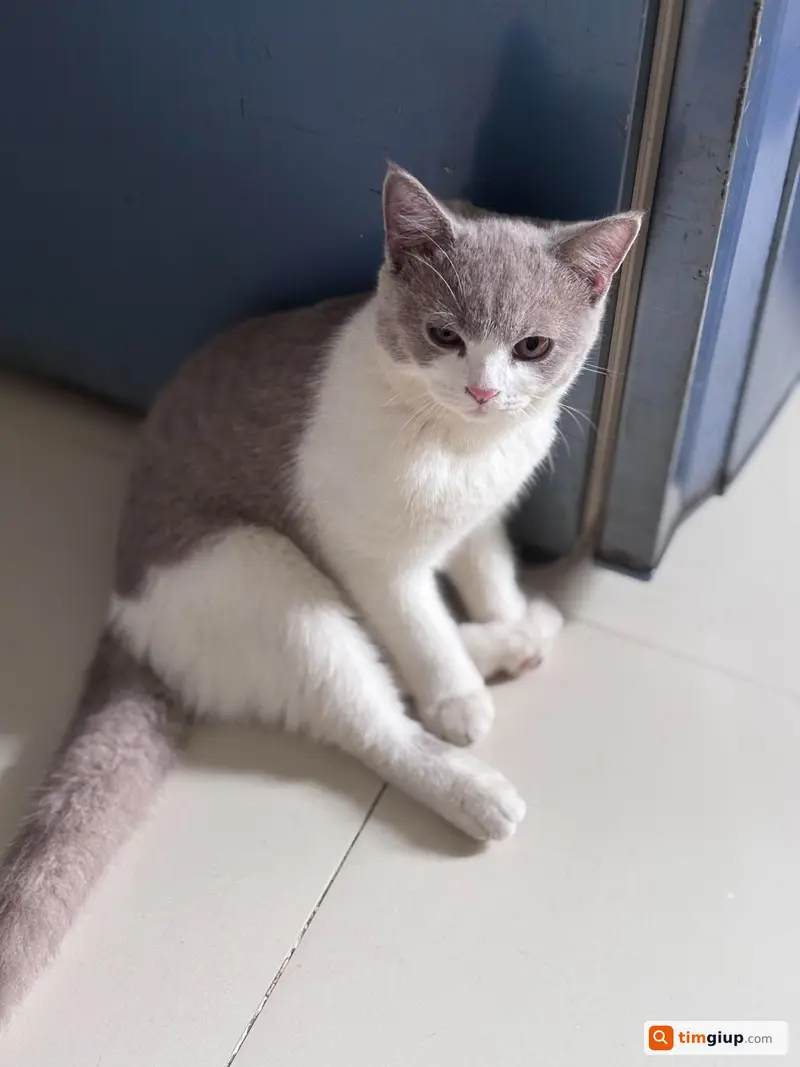 Tìm mèo Anh lông ngắn tên BuBu lạc tại Quận 12, TP.HCM